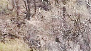 Golpe a los "jardines de marihuana" del Mencho y el CJNG