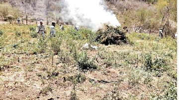 Golpe a los "jardines de marihuana" del Mencho y el CJNG