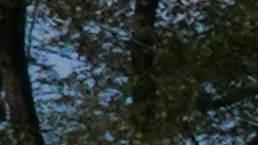 Muchos grupos de personas como este, sin usar máscaras ni respetar la separación de seis pies, se vieron el pasado domingo en Central Park.