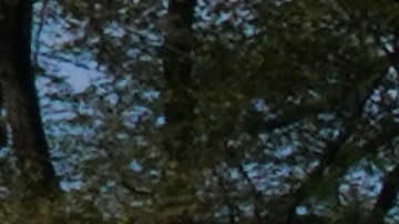 Muchos grupos de personas como este, sin usar máscaras ni respetar la separación de seis pies, se vieron el pasado domingo en Central Park.