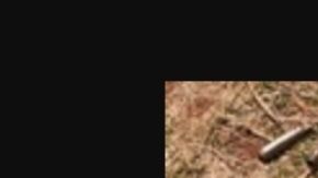 Hallan cientos de municiones y huesos humanos en rancho ubicado en territorio del Mencho