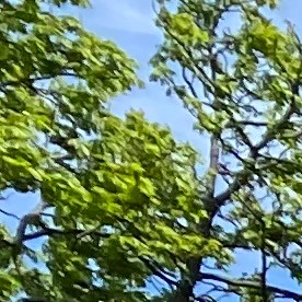 Oficiales de NYPD vigilan un parque en Queens/Archivo.