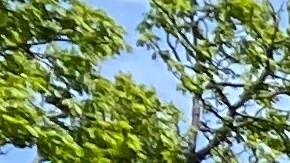 Oficiales de NYPD vigilan un parque en Queens/Archivo.