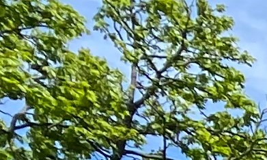 Oficiales de NYPD vigilan un parque en Queens/Archivo.