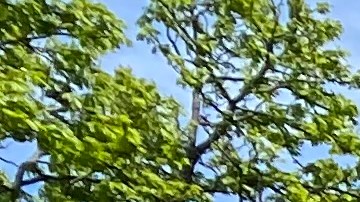 Oficiales de NYPD vigilan un parque en Queens/Archivo.