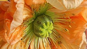 María Arredondo tiene cáncer de seno. (Cortesía California Coalition for Women Prisoners)