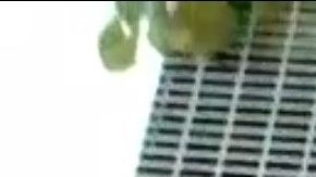 Mariela Barrales (der.) celebra con su padre Felipe que pronto asistirá a Yale.