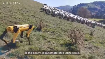 Perro robot cuida ovejas
