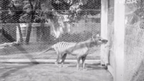 El tigre de Tasmania de la grabación.