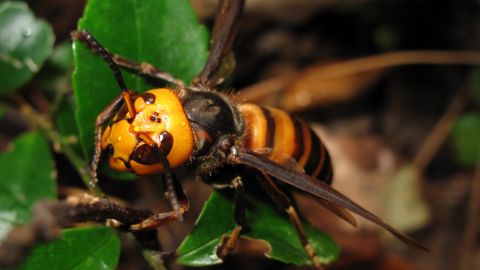 Avispa gigante asiática (Vespa mandarinia).