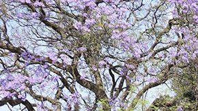 Amado Carrillo Fuentes, el Señor de los Cielos. Residencia a subasta en la CDMX.