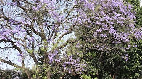 Amado Carrillo Fuentes, el Señor de los Cielos. Residencia a subasta en la CDMX.