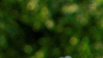 Peter Navarro aseguró que se había perdido la confianza en CDC.