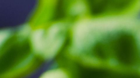 La albahaca tiene propiedades insecticidas que radican en el aroma que exime, mismo que les resulta tóxico.