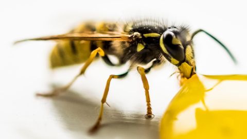 El 20 de mayo se celebra el Día Mundial de la Abeja.