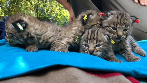 La gata montesa capturada antes del incendio Woolsey Fire, dio a luz a cuatro gatitos.