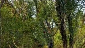 persecución frontera