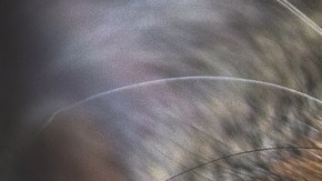 Querían curarlo pero el animal los atacó.