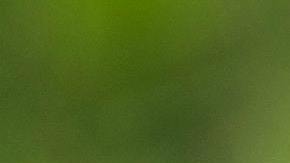 El mono estaba adiestrado para hacer un show.