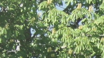 Líderes de la fuerza policial niegan conductas racistas