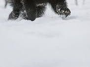 Un glotón, también llamado carcayú.