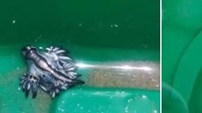 Los "dragones azules" capturados en Texas.