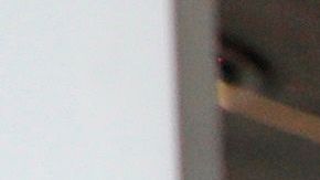 Las peluquerías llevan semanas desafiando las órdenes estatales que les impiden abrir.