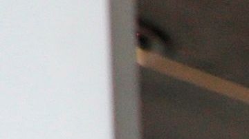 Las peluquerías llevan semanas desafiando las órdenes estatales que les impiden abrir.