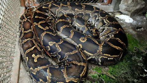 Imagen de una serpiente pitón.