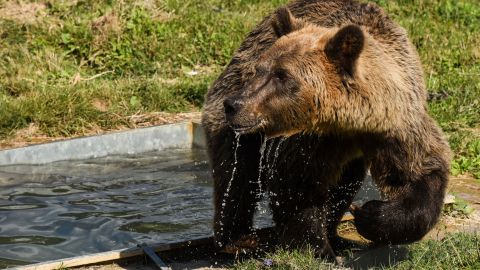 Oso pardo