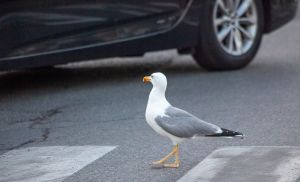 Por qué el excremento de pájaros es malo para la carrocería de tu auto