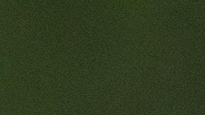 Los avispones gigantes pueden llegar a medir unos 5 centímetros.