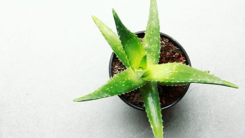 El aloe vera posee múltiples beneficios.