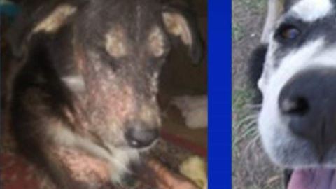 Lobo y su transformación.