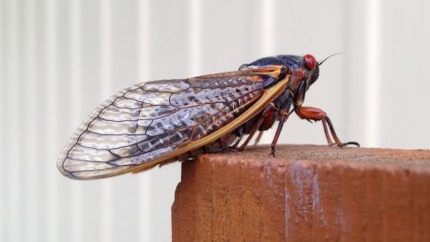 Se espera que estas cigarras aparezcan en pocos estados del este.