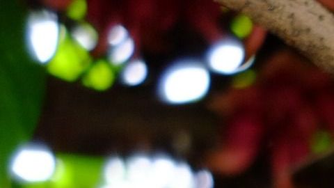 Mucuna, planta donde nace la semilla conocida como ojo de venado.