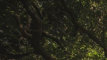 A cada persona le corresponde un árbol protector, según los celtas.