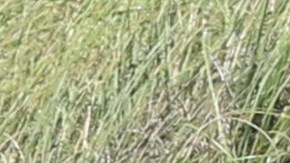 PREMIUM EXC Nicky Jam, Cydney Moreau