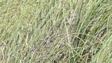 PREMIUM EXC Nicky Jam, Cydney Moreau