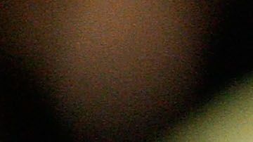 nueva variedad de rosas gigi