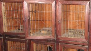 Algunos de los gallos que fueron rescatados.