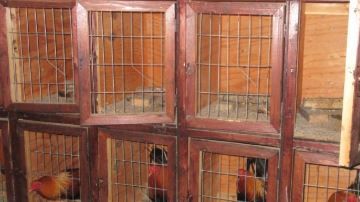 Algunos de los gallos que fueron rescatados.