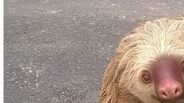 El oso fue hallado en la provincia de Los Ríos, en Ecuador.