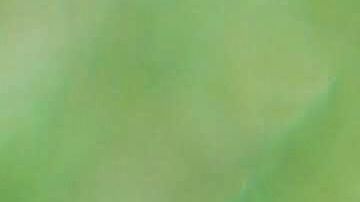 Rolo llevó al límite su emoción por estar todo el día con sus amos.