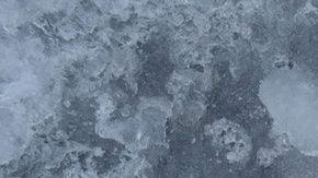 Pescado-Alexander Zvir en Pexels