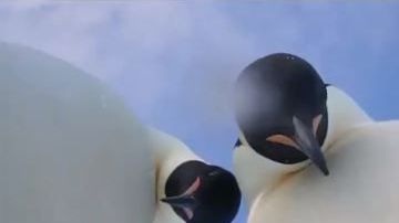 pingüinos