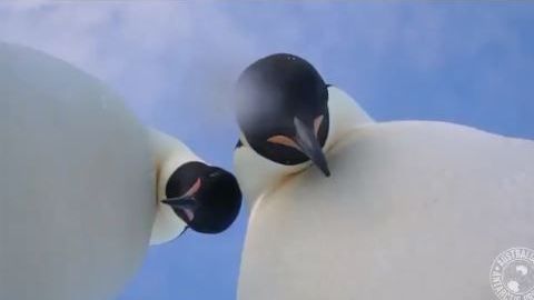 pingüinos
