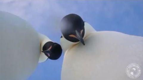 pingüinos