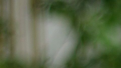 rostro cara