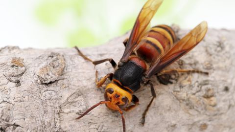 Solo el 3% de la población, a nivel mundial, es alérgico a la picadura de este insecto.